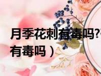 月季花刺有毒吗?砸手里有事儿吗?（月季花刺有毒吗）