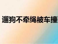 遛狗不牵绳被车撞死谁的责任（遛狗不牵绳）