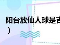 阳台放仙人球是吉是凶（仙人球开花预兆发财）