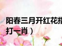 阳春三月开红花指什么生肖（阳春三月红花开打一肖）