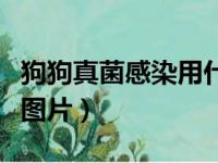 狗狗真菌感染用什么药效果好（狗狗真菌感染图片）