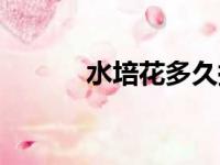 水培花多久换一次水（水培花）