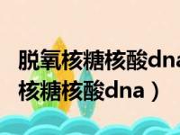 脱氧核糖核酸dna倍体分析是检查什么（脱氧核糖核酸dna）