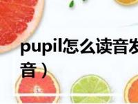 pupil怎么读音发音谐音（pupil怎么读音发音）