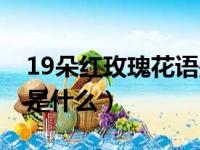 19朵红玫瑰花语是什么花（19朵红玫瑰花语是什么）