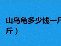 山乌龟多少钱一斤在哪里买（山乌龟多少钱一斤）