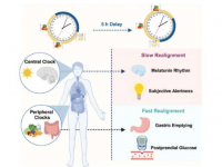 对照实验研究时差如何扰乱新陈代谢
