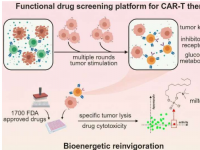 药物筛选平台识别出可恢复衰竭 CAR-T 细胞活力的化合物